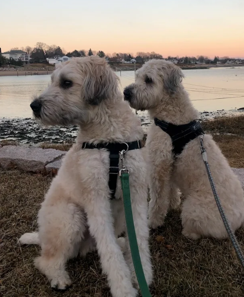 Dogs near water