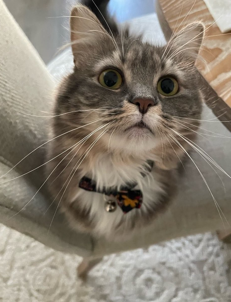 cat seated on the chair