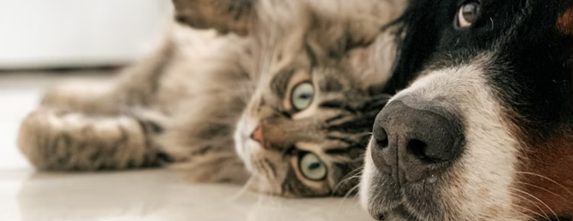 dog and cat watching at camera