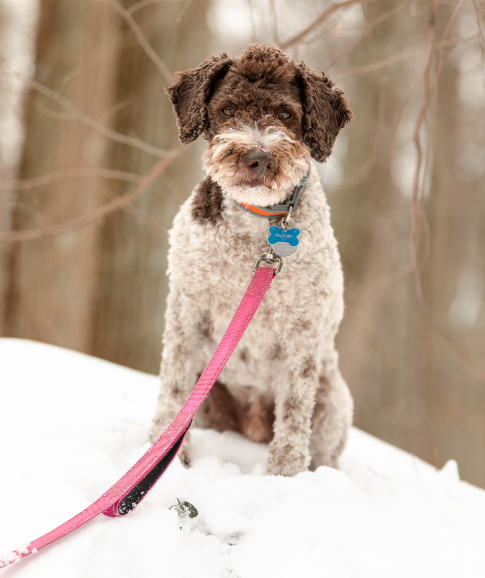 dog on snow