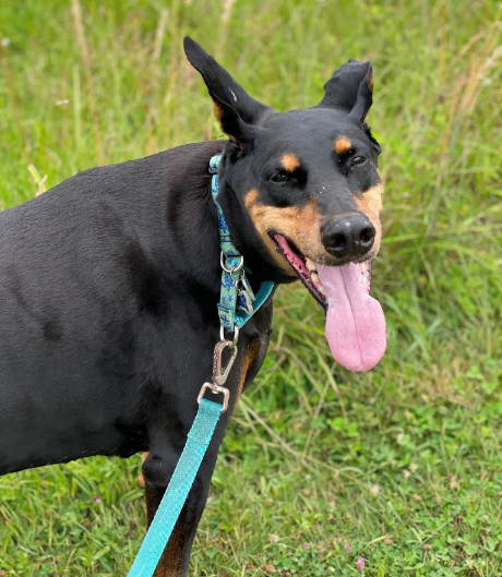 dog with skyblue belt