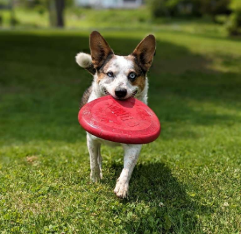 Lets-Make-Your-Dogs-Day